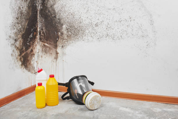 Professional Mold Removal in Ponchatoula, LA